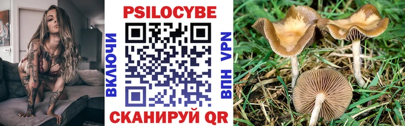 Галлюциногенные грибы Psilocybe  Болгар 